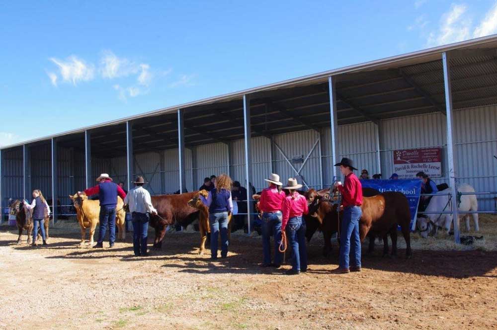 Cattle on display at the new cattle shed