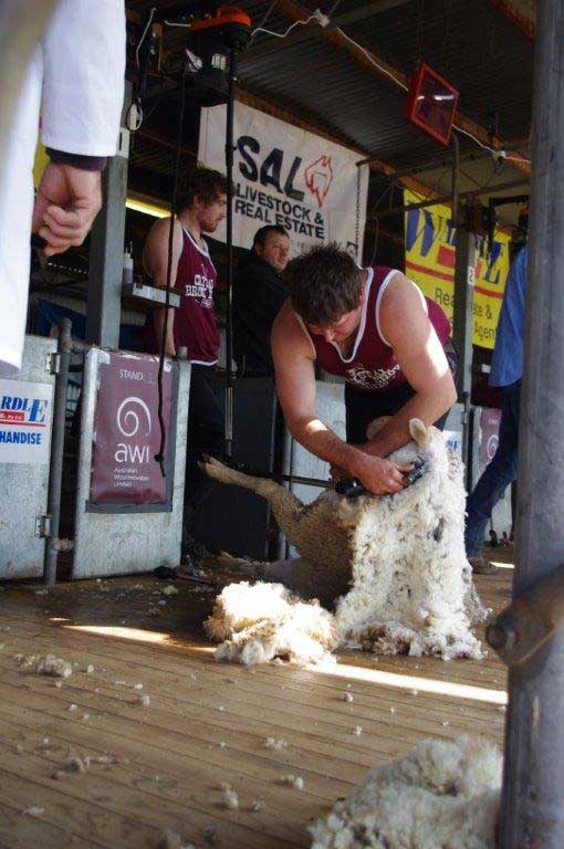Man shearing a sheep